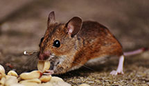 24 Hour & Emergency Exterminators in Beloit, WI